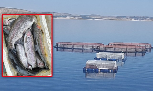 Urfa'da Balık Yetiştiriciliği Yıllık 8 Bin Ton Alabalık..