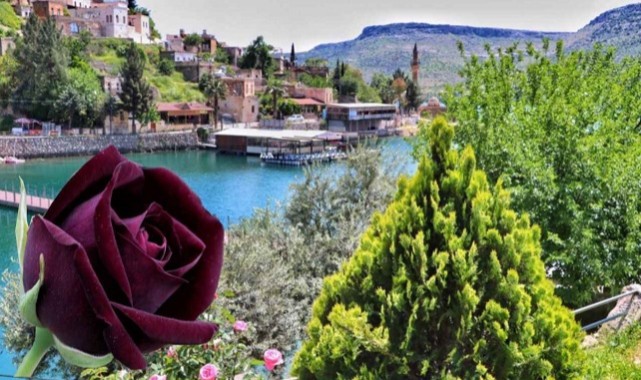 Sakin Şehir Halfeti'de 7. Koku Festivali Başlıyor. Şanlıurfa Büyükşehir Programı Paylaştı;