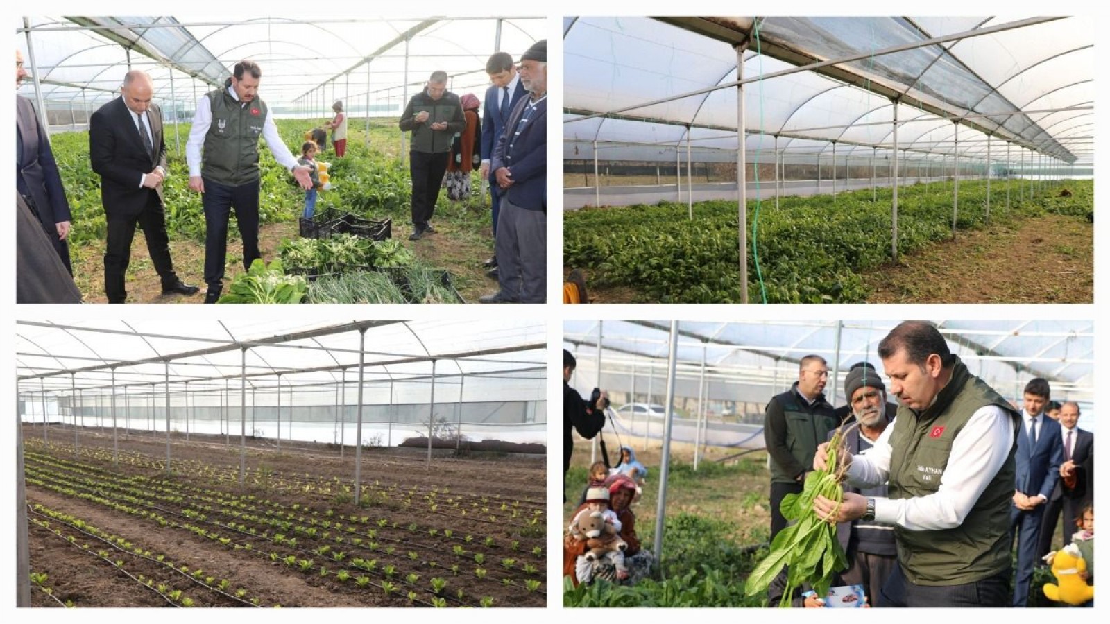 Urfa Valisi Ayhan Serada Ürün Hasadına Katıldı;