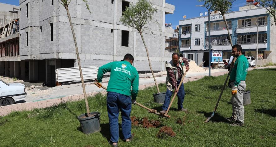 Haliliye'deki Parklarda Ağaçlandırma Çalışması;