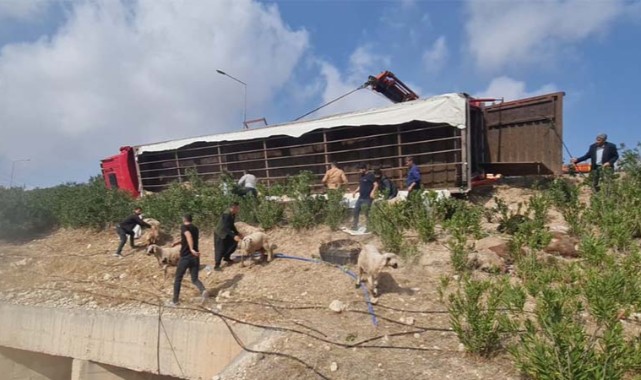 Urfa'da Canlı Hayvan Taşıyan Tır Kaza Yaptı Çok Sayıda Hayvan Telef Oldu;