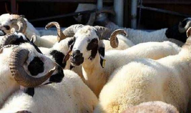 Haliliye'de Kurban Satışı ve Kurban Kesim Yerleri;