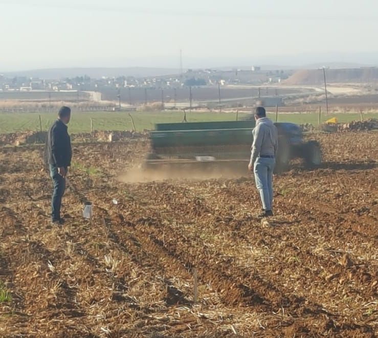 Şanlıurfa GAPTEAM Mercimekte Gübre ve Bakteri Uygulaması