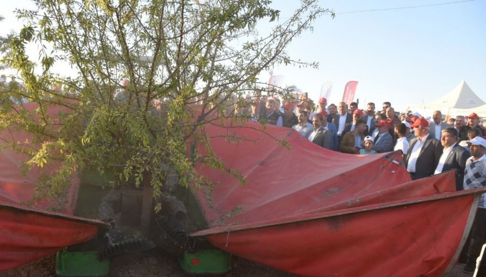 Şanlıurfa'da Badem Hasadı Festivali Yapıldı Urfa Valisi Destek Sözü verdi..;