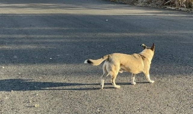 Şanlıurfa'da Sokak Köpeği Dehşeti Küçük Kıza Saldırdı..;