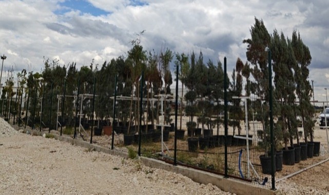 Eyyübiye Çevre Koruma Fidanlığında Parklar için Üretim Yapılıyor
