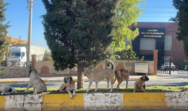 Urfa'da Başıboş Köpekler Öğrencilerin Korkusu Olmaya Devam Ediyor;