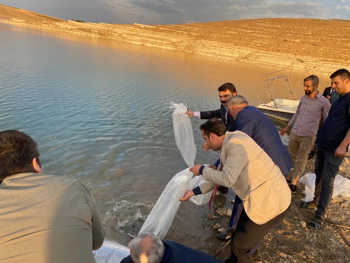 Urfa Hilvan'da Baraj Göletine Milyonlarca Balık Yavrusu Bırakıldı