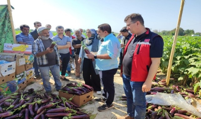 Birecik Patlıcanı Hasat Zamanı Başladı