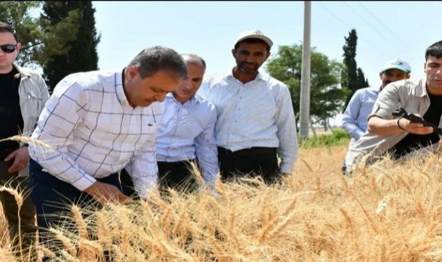 Şanlıurfa Buğday Üretiminde Ülkemizin Lokomotifi