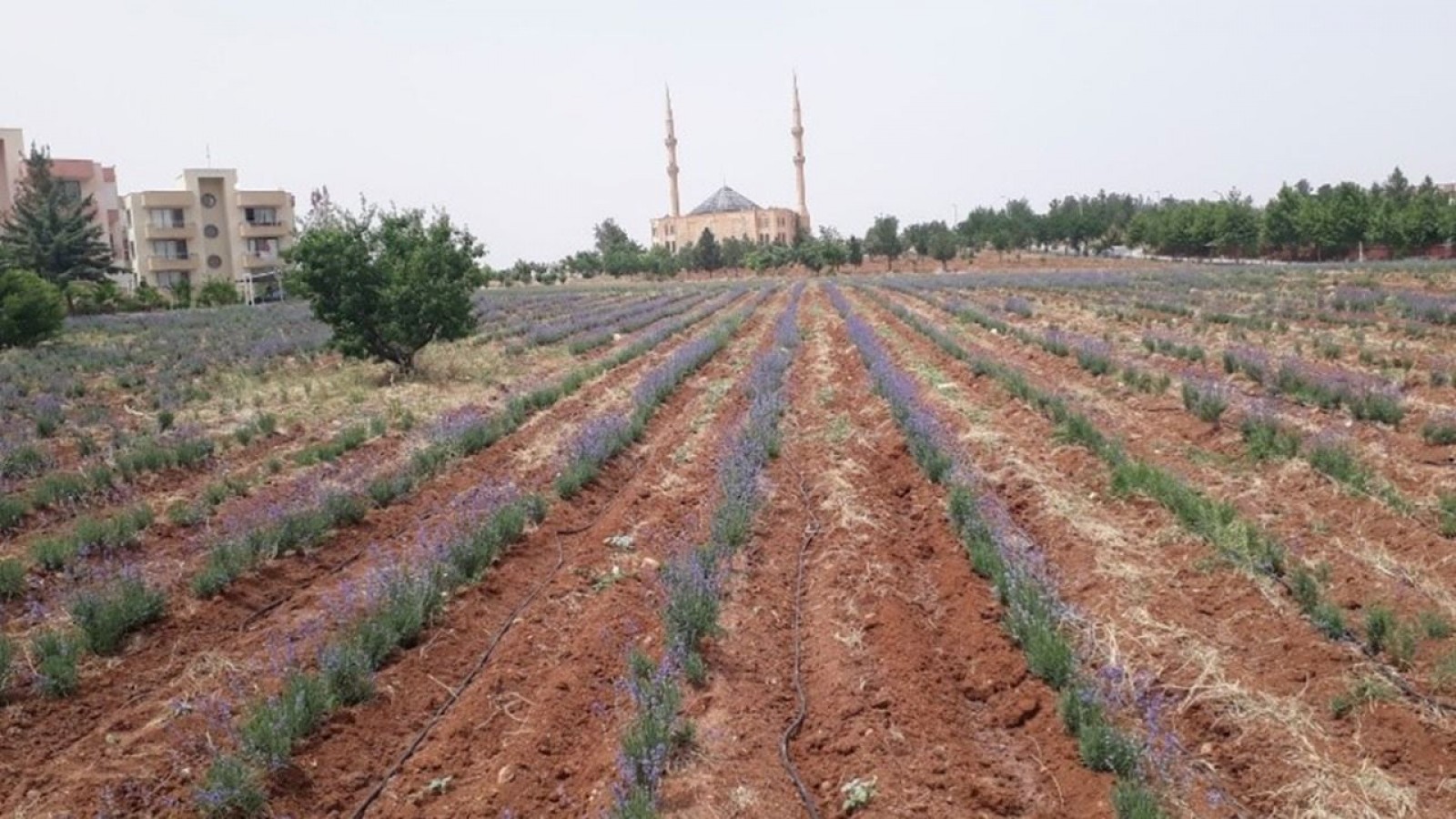 Harran Üniversitesi Urfa'da Lavanta Yetiştirdi..