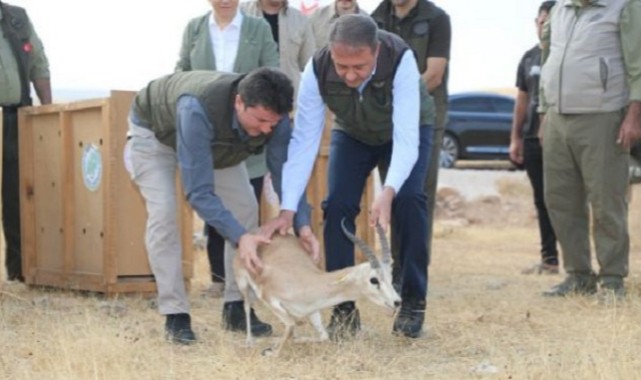 Şanlıurfa Ceylanı, Urfa Valisi Hasan Şıldak Ceylanları doğaya saldı..;