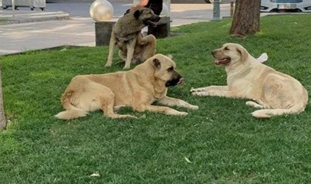 Şanlıurfa'da Sokak Köpekleri Toplama Kararı Çıkacak mı;