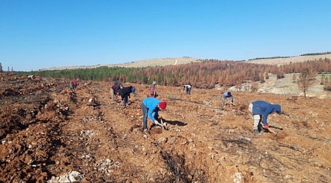 Şanlıurfa'da yanan ormanlık alan için harekete geçildi.;