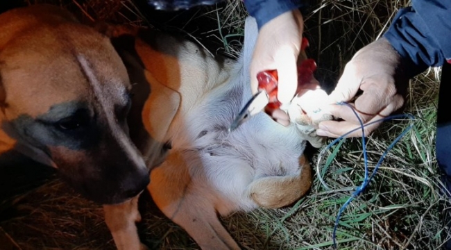 Şanlıurfa'da dikenli tellere sıkışan köpek kurtarıldı;
