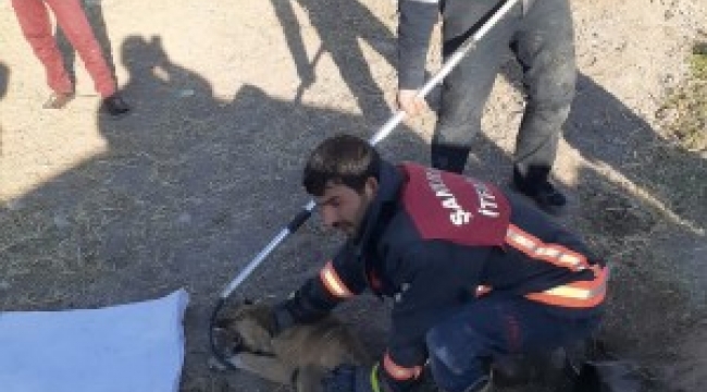 Şanlıurfa'da su borusuna sıkışan köpek kurtarıldı;