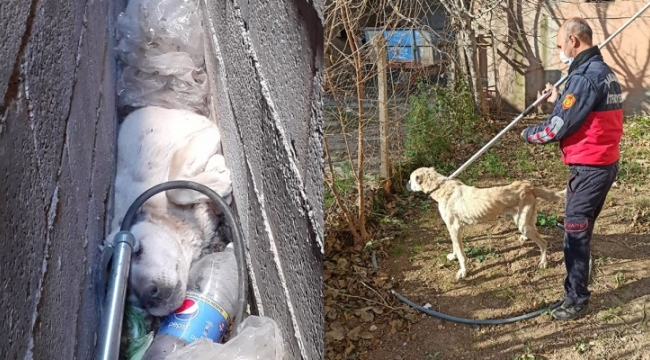 Suruç&#39;ta bina boşluğuna sıkışan köpeği itfaiye kurtardı