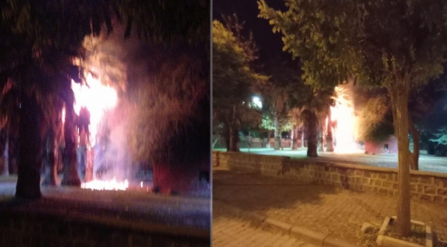 Viranşehir&#39;de parktaki ağaçları yaktılar!;