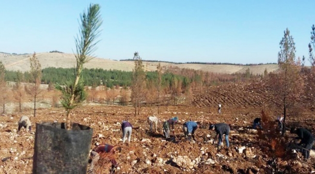 Yangınlarda kaybedilen alanlara fidanlar dikildi;