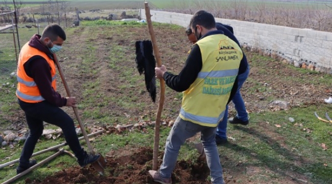 Büyükşehir&#39;den ipekböcekçiliği için dut ağacı desteği