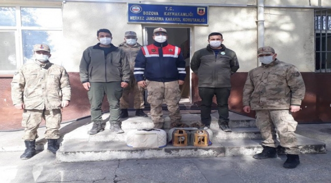 Şanlıurfa'da 2 keklik doğaya salındı;