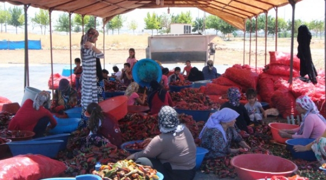 Şanlıurfa'da İsot Müzesi açılıyor;