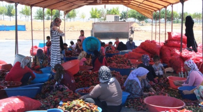 Şanlıurfa&#39;da İsot Müzesi açılıyor;