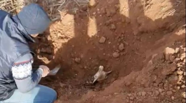 Şanlıurfa'da vatandaşların tilki kurtarma operasyonu;