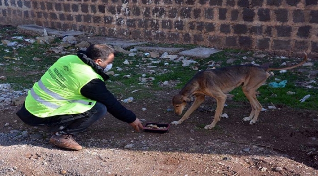 Siverek&#39;te kısıtlamada sokak dostları unutulmadı