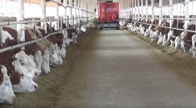 TİGEM günde 80 ton süt üreterek ekonomiye katkı sağlıyor