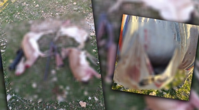 Urfa'da ceylanları katleden 4 kişiye 54 bin 900 lira ceza;