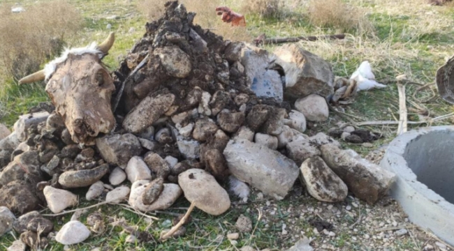 Urfa&#39;da hayrete düşüren çalışma... Rögardan hayvan kafası çıktı;