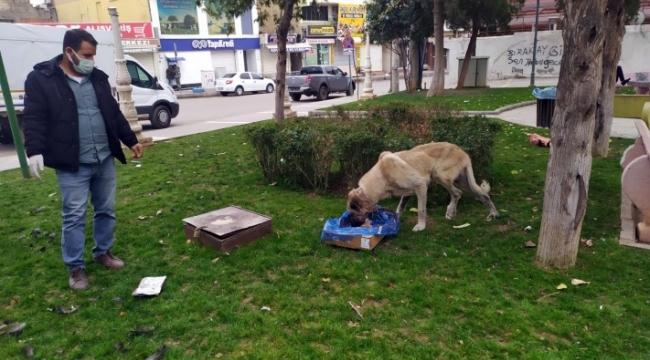 Urfa&#39;nın ilçesinde sokak hayvanları unutulmadı;