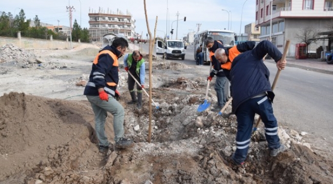 Viranşehir'de ağaçlandırma çalışması sürüyor;
