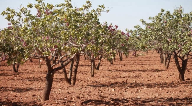 Şanlıurfa Fıstık Üretimi Rekorunu Kırdı