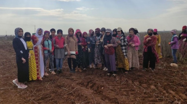 Şanlıurfa'da  Kadınlar Günü'nü tarlada kutladılar;