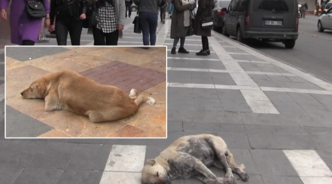 Caddeler başıboş köpeklerden geçilmiyor;