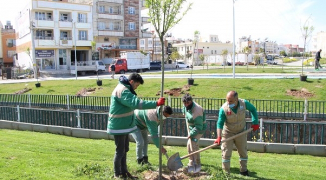 Haliliye'de parklarda peysaj çalışmaları sürüyor ;