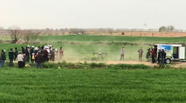 Şanlıurfa'da tarlalar drone ile ilaçlandı;