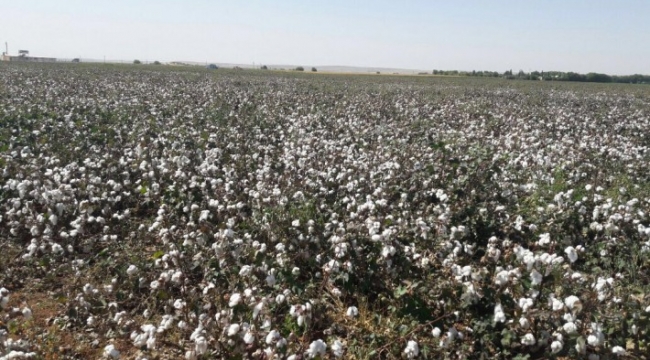  Şanlıurfa pamuk üretiminde ilk sırada;