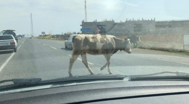  Yola çıkan hayvanlar tehlike saçıyor;