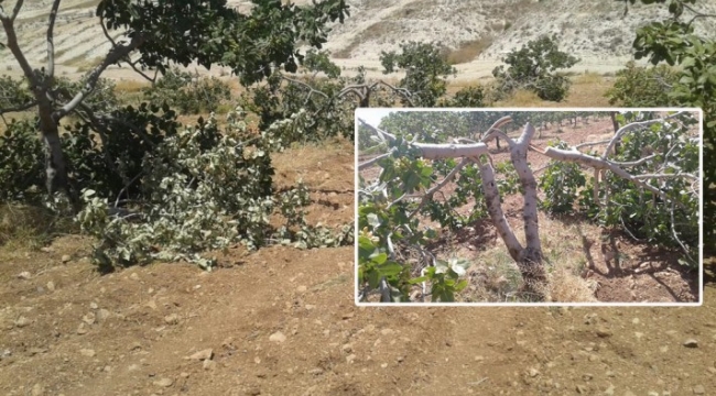 Birecik ilçesinde fıstık ağacı katliamı.;