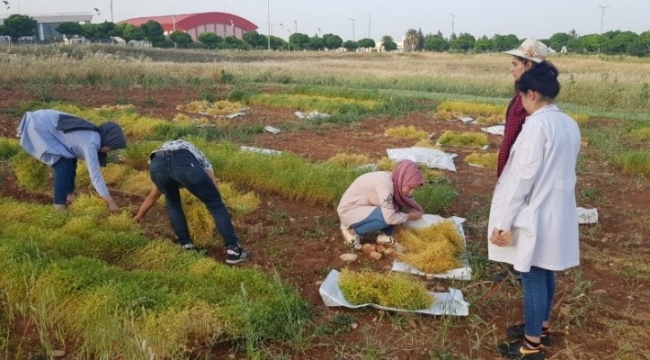 Harran Üniversitesi Ziraat Fakültesinden Türkiye'de bir ilk