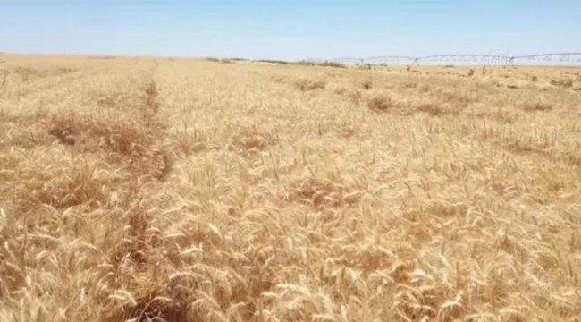 Şanlıurfa Ceylanpınar Tarım İşletmesi Tigem'de  hasat ve ekim bir arada;