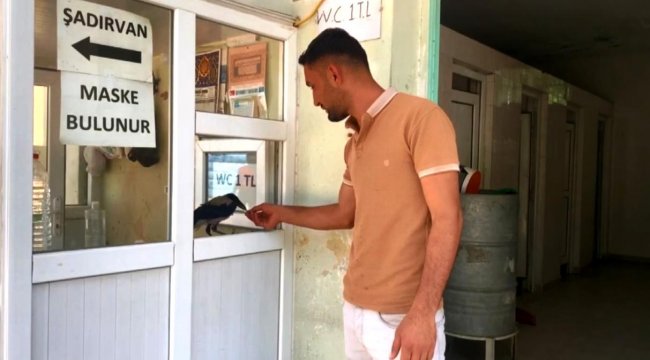 Şanlıurfa da Kasiyer karga görenleri şaşırtıyor;