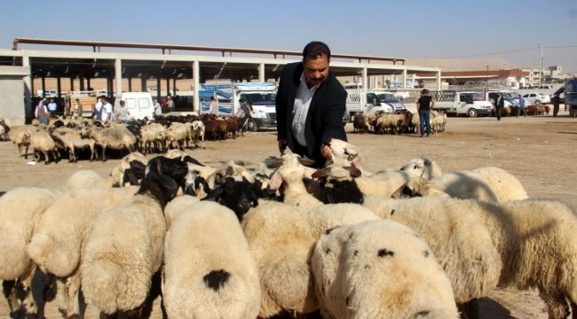 Şanlıurfa'da kurbanlıklar görücüye çıktı;