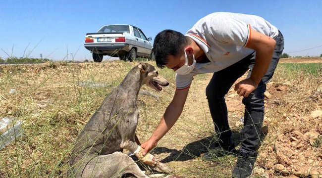 Şanlıurfa da Yaralı köpek için seferber oldular;