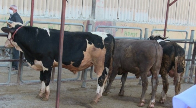 Eyyübiye de kurban kesim ve satış yerleri belli oldu;