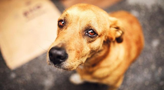 Hayvanları Koruma Kanunu’nda ilk yargılama Tarlada Köpeğe...;