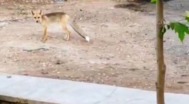 Şanlıurfa da gündüz gözüyle tilki görüntülendi. ;